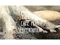 B A V - Cape Fear Serpentarium