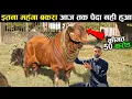 Download Lagu 50 करोड़ का दुनिया का सबसे महंगा बकरा।most expensive Goat in the world