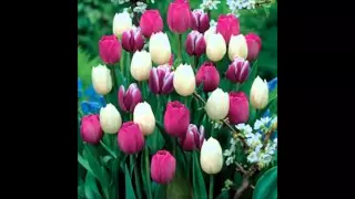 مهتاب شده صادق نوجوکی Sadegh Nojouki Mahtab Shodeh 