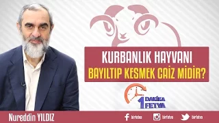 Kurbanlık Hayvanı Bayıltıp Kesmek Caiz midir?