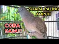 Download Lagu PANCINGAN PERKUTUT BANGKOK GACOR SUARA PALING AMPUH, COBA SAJA 