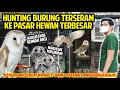 Download Lagu HUNTING BURUNG TERSERAM KE PASAR HEWAN TERBESAR DI BANDUNG! BARU SAMPAI RUMAH LANGSUNG KABUR!