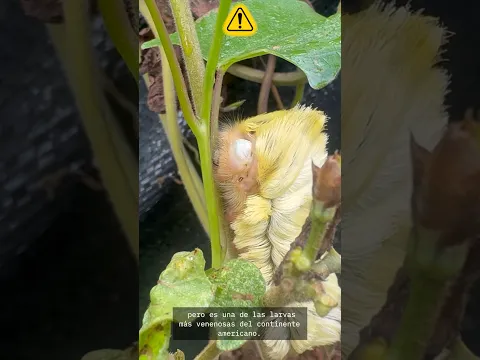 Así se ve la Verdadera Oruga Peluche (🪱⚠️)