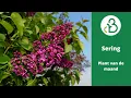 De sering | Plant van de maand mei | Groencentrum de Batterijen