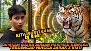 SEJAUH APA SUARA AUMAN HARIMAU BISA TERDENGAR?!