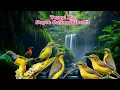 Download Lagu Sogon Betina Ribut ‼️💯