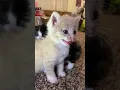 Lagu Kitten meows. (Play this to make your cat go crazy)