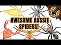 Download Lagu 5 Amazing Australian SPIDERS! 5000 Subscriber Special