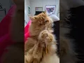 Download Lagu He TOTALLY Figures It Out At The End 😹 #Shorts #Kitten #Cat #Funny #Cat