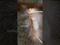 Furry Caterpillar 1 | Ulat Bulu #everything #apaaja  #caterpillar #nature #shorts #shortvideo