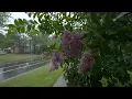 Walking American Neighborhoods and Suburbs in the Rain | Nature Sounds for Sleep and Study
