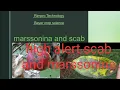 How we can control marssonina and scab with the help of Rimpro Technology beauty of nature