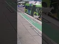 Goats take part in morning commute by hoping on bus