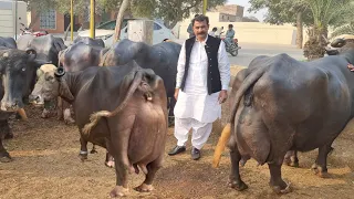 world top nili ravi buffalo breeder haji shaukat doggar of multan