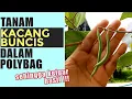 Download Lagu Cara Tanam Kacang Buncis Di Rumah | Grow French Beans At Home