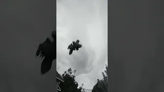 Foxy Believes He Can Fly 