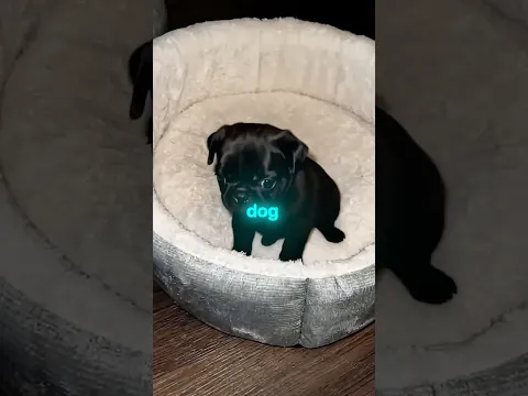 🥹🐶 i got a new puppy!
