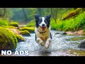 Download Lagu 12 Hours of Dog Calming Music for Dogs 💖 Separation Anxiety Relief Music for Dogs 🐶🎵 dog music