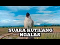 Download Lagu Pancingan Kutilang Gacor Ngalas