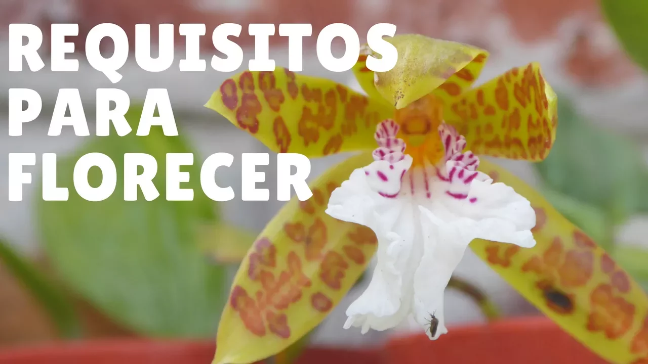 QUÉ NECESITA UNA ORQUÍDEA PARA PODER FLORECER? ORQUIPLANET