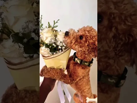EL DOGUI ROMANTICO #dog #doglove  #mascotas #feed #miradacanina #nature #perros #pets  #dogs