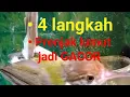Download Lagu Cara Membuat Prenjak Lumut Cepat Gacor
