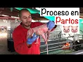 Download Lagu Proceso de 🐷PARTO🐷 en CERDA--CAPITULO 4.2-- PARTO EN CERDAS