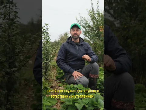 Успейте сделать это с клубникой осенью, чтобы быть с урожаем в следующем году!