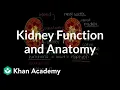 Kidney function and anatomy Renal system physiology NCLEX-RN Khan Academy