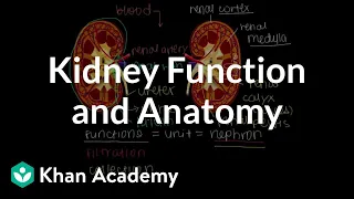 Kidney function and anatomy Renal system physiology NCLEX-RN Khan Academy