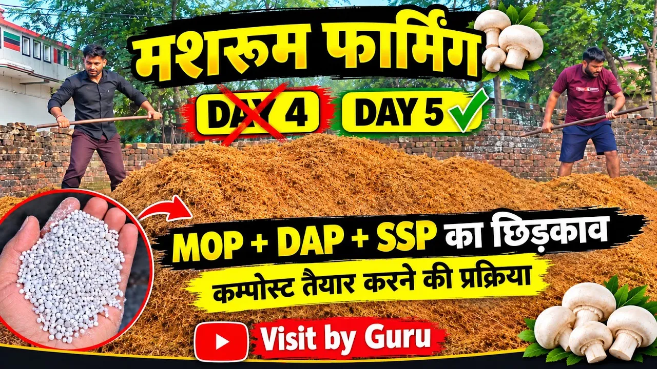 मशरूम फार्मिंग DAY 5 🍄 | MOP, DAP और SSP का Mixing कैसे किया ? |@VisitbyGuru