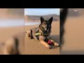 St Louis Lambert Airport s TSA dog competing for title