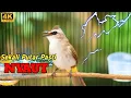 Lagu TRUCUKAN GACOR SUARA PANCINGAN burung bahan pasti akan nyaut