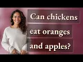 Can chickens eat oranges and apples