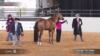 2025 Select 3 Year Old Geldings World Champion 