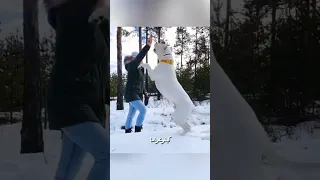                                                   دندنها