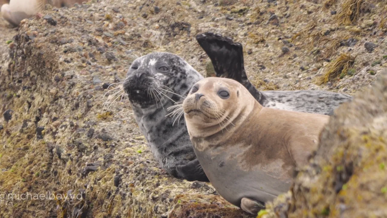 Sleepy and Cute Seals
