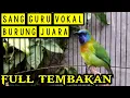 Download Lagu CUCAK KINOI FULL TEMBAKAN !!