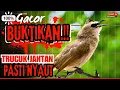 Download Lagu TRUCUKAN GACOR ROPEL PANJANG‼️ SUARA BURUNG TRUCUKAN GACOR untuk Masteran TRUCUK Bahan \u0026 Macet BUNYI