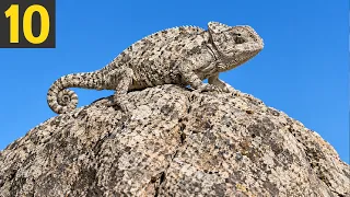 10 BEST CAMOFLAGES in Nature