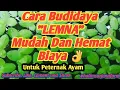 Download Lagu CARA BUDIDAYA LEMNA MUDAH DAN HEMAT BIAYA