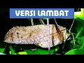 Download Lagu VERSI LAMBAT Belalang Kecek ( Walang Kerik ) SUARA KEKEK JERNIH