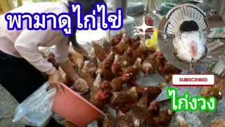 มาชมไก่ไข่ให้อาหารด้วยสมุนไพรและชมไก่งวงเลี้ยงแบบปล่อยธรรมชาติ ส่งเสริมรายได้ของแฟนคลับ