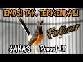 Lagu Masih trotol dah begini !! KRETEKAN MURAI BATU TROTOL EMOSI TAK TERKENDALI‼️