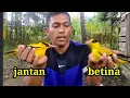 Download Lagu Perbedaan jantan dan betina kepodang_sangat mudah