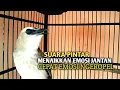 Download Lagu Trucuk BETINA memanggil Jantan Suara Birahi Ngecuplik 100% pancingan trucukan gacor agar BUNYI EMOSI