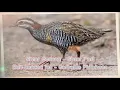 Lagu Suara Pikat Burung Sintar Gedang - Sintar Padi - Buff-banded rail