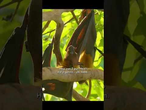 Is that so? Who knows? #shortvideo #wildlife #animals