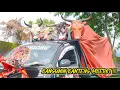 Lagu BANGUNIN BANTENG MBEROT 😲🐄‼️#barongan #bantengan 