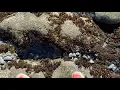 Yaquina head tidal pools